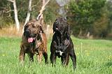 FILA BRASILEIRO 070